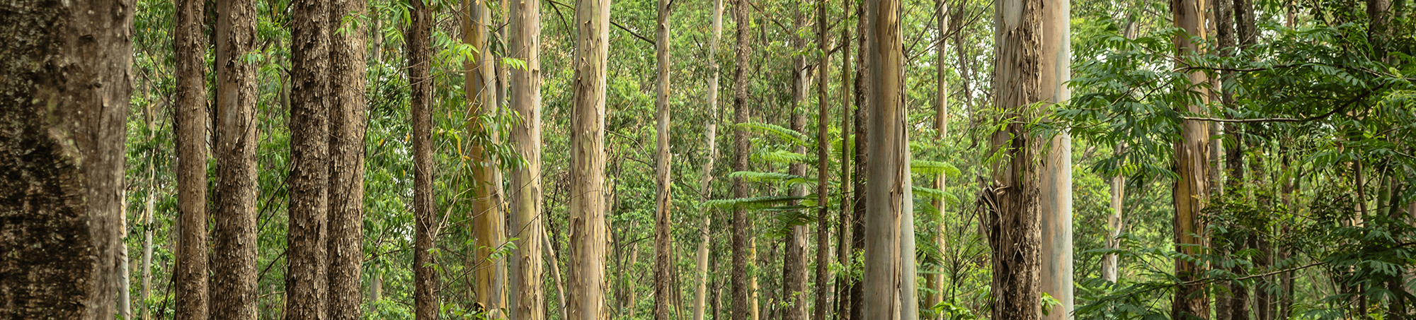 bosque eucaliptos Alvarez Forestal